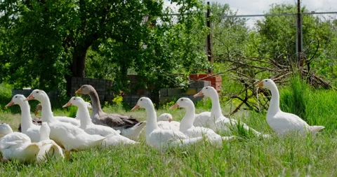 Domestic ducks Stock Footage 132336589