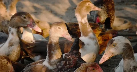 Domestic ducks Stock Footage 140233713