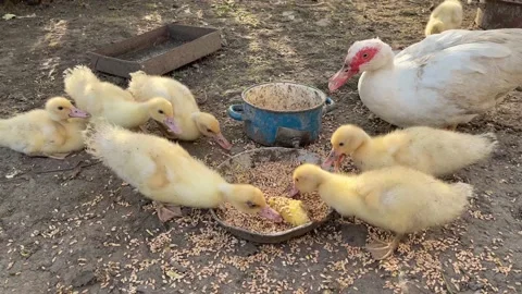 Domestic ducks  Stock Footage 162040698
