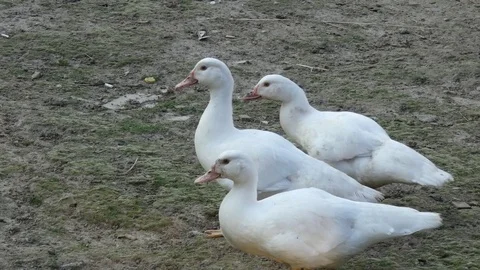 Domestic Ducks (Muscovy) Stock Footage