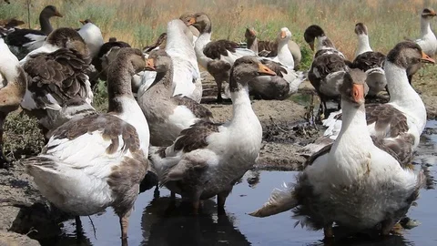 Domestic ducks standing in a puddle Video stock 100012816