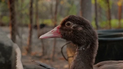 Domestic ducks swim Video stock 160344847