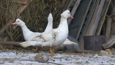 Domestic Ducks in the Yard Stock Footage 71034187
