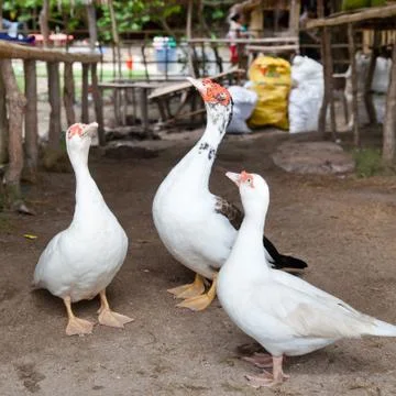 Domestic ducks in the yard. Stock Photos