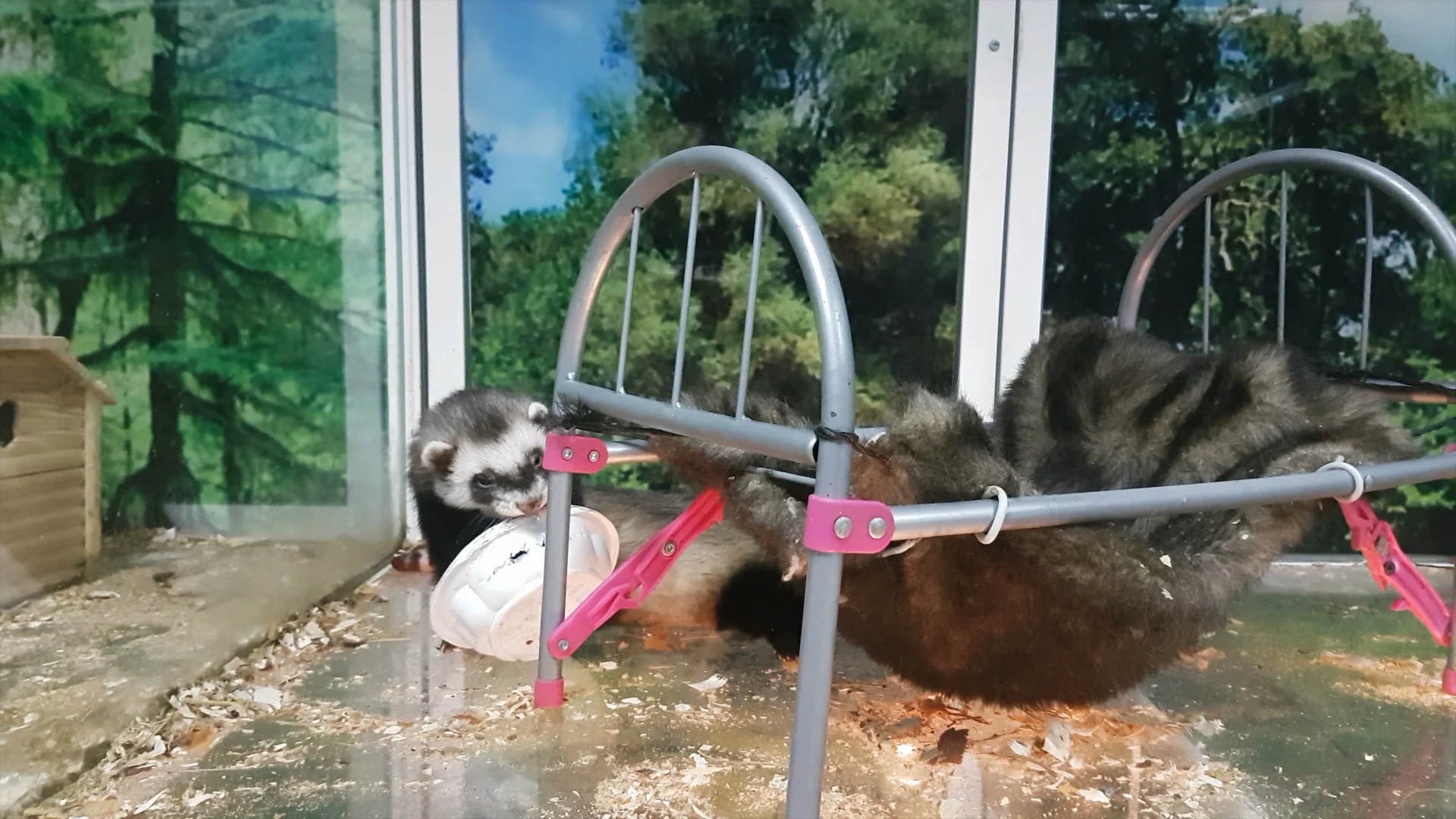 Ferret chewing on plastic darelowash