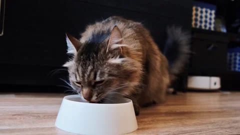 A domestic fluffy cat eats dry food from a bowl Stockbeeldmateriaal 274747462