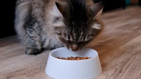 A domestic fluffy cat eats dry food from a bowl Stock Footage 274747469