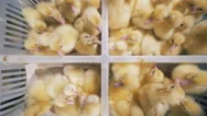 Domestic Fowls Are At A Special Farm, Sit In Boxes, Top View. Hatched Ducklings Stock Footage
