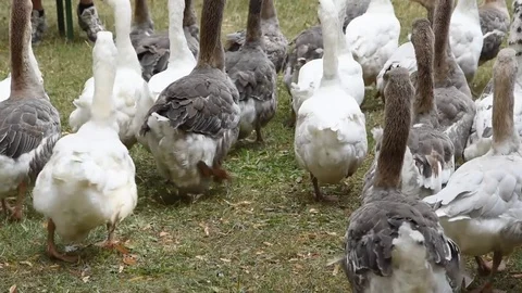 Domestic geese Stock Footage 77435985