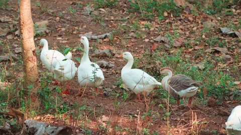 Domestic Geese Walking Through Leaf-Littered Woodland Ground, Cinematic Shot Stock Footage 344153867