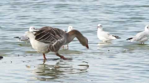Domestic geese on the waterfront Stock Footage 29166318