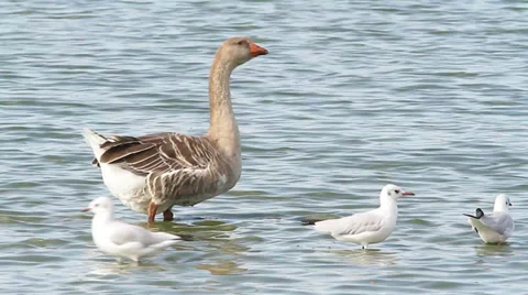 Domestic geese on the waterfront Stock Footage 29166320