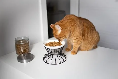 Domestic ginger cat eats dry food from the bowl Stock Photos