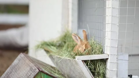 Domestic ginger rabbit climbed into the feeder with green hay and sits there eat Stock Footage 304246735