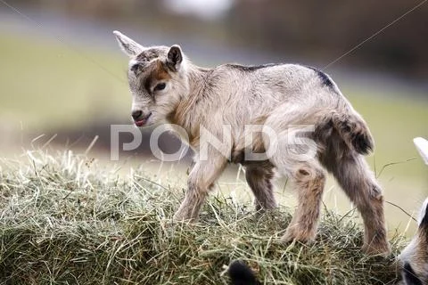 Domestic goat (capra hircus, capra aegagrus hircus), kid climbing up a hay ba Stock Photos