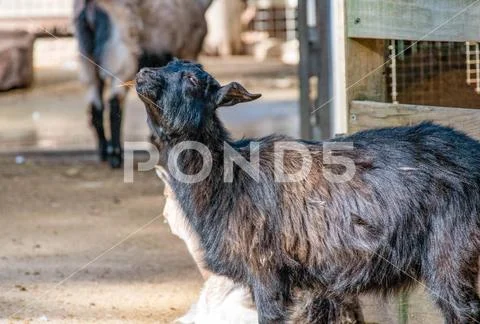 Domestic goat (Capra hircus) A domestic black goat (Capra hircus) at Feath... Stock Photos