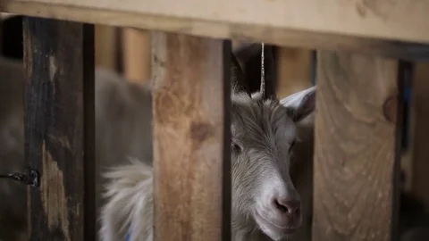Domestic goat in the corral Stock Footage
