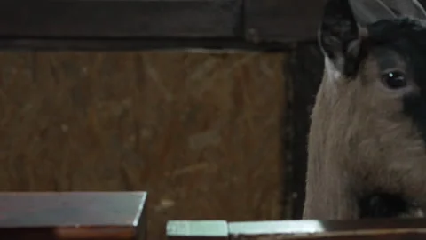 Domestic goat Stock Footage 331885591