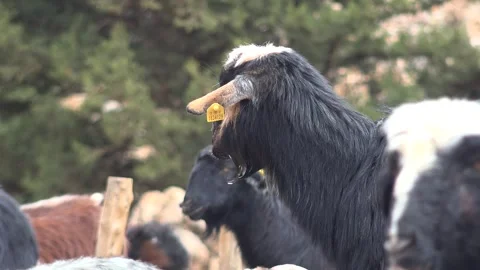 Domestic goats chew cud while eating artificial feed in a rural livestock - Pen Stock Footage 339561907