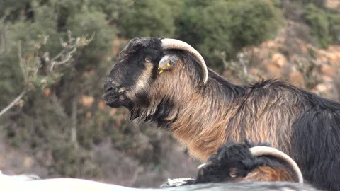 Domestic goats chew cud while eating artificial - Herd Animals and Caprine Herd Stock Footage 339562061