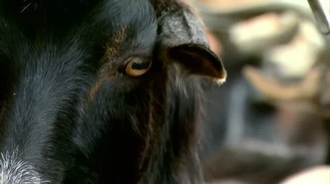 Domestic goats on a farm close up Stock Footage