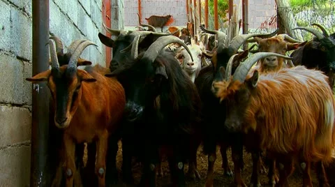 Domestic goats on a farm Stock Footage