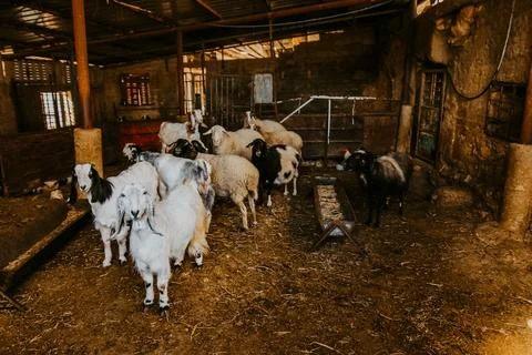 Domestic goats resting inside a rustic farm shelter Foto stock