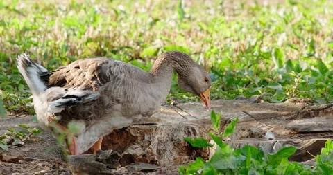 Domestic goose Stock Footage 133723526