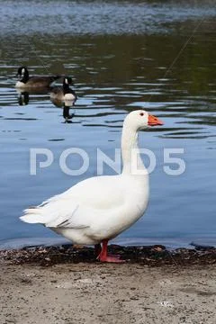 Domestic Goose Stock Photos
