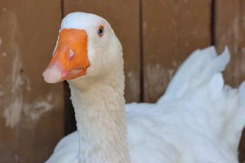 Domestic goose Stock Photos