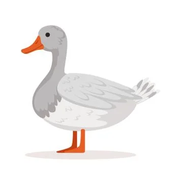 Domestic goose, poultry breeding vector Illustration Stock Illustration