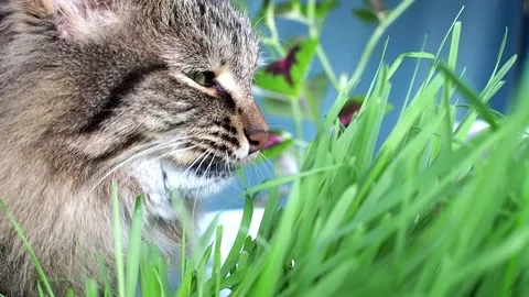 Domestic grey siberian cat eats green homemade grass Stock Footage 249177110