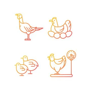 Domestic hens gradient linear vector icons set Stock Illustration