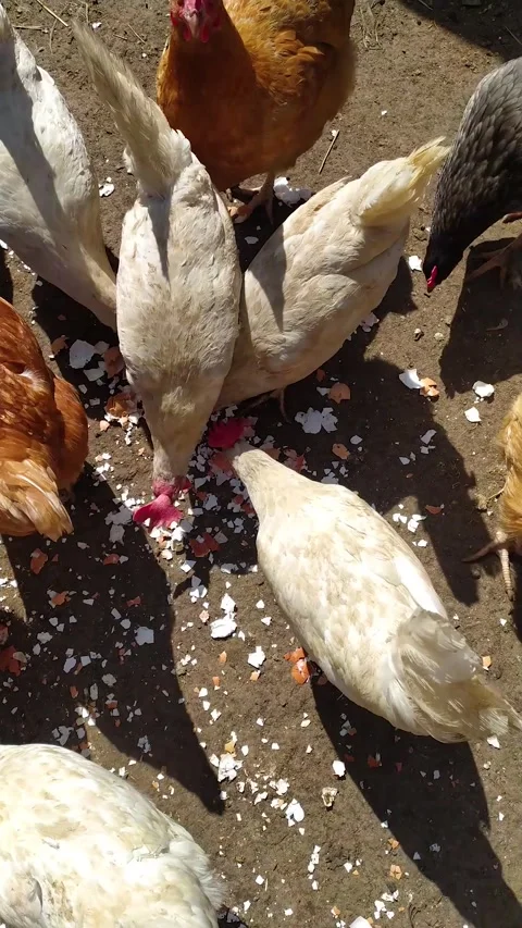Domestic Hens Pecking At Scattered Eggshells Stock Footage 334615534