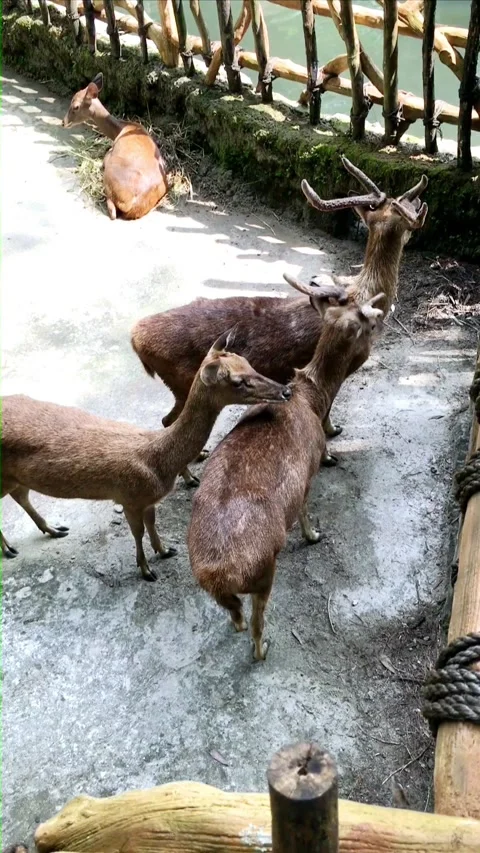 Domestic Herd in the Cage Vídeo Stock 319509952