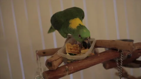 Domestic parrot eats Stock Footage 134302337