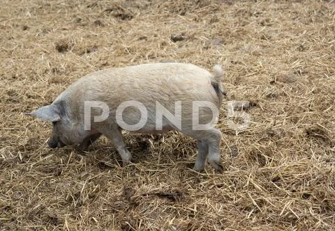 Domestic pig and manure Stock Photos