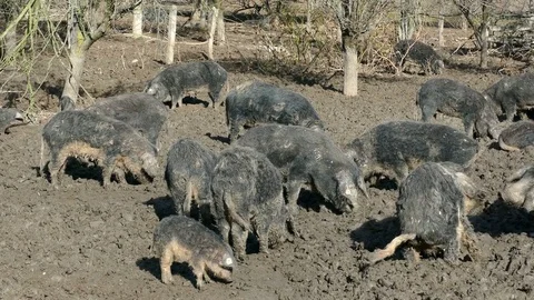 Domestic Pig Stock Footage 83079474