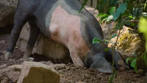 A domestic Pig Stock-Footage 249733766