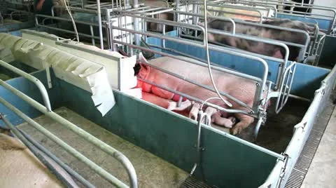 Domestic pigs Stock Footage 24663254