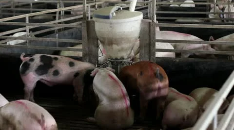 Domestic pigs Stock Footage 24666163