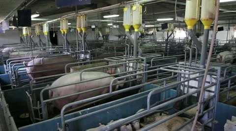 Domestic pigs Stock Footage 24666235