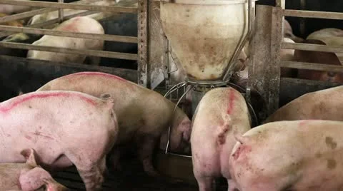 Domestic pigs Видео 24669250