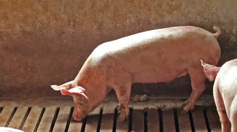 Domestic pigs Stock Footage 24670623