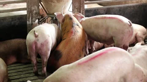Domestic pigs Stock Footage 24670997