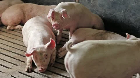Domestic pigs Stock Footage 24671376