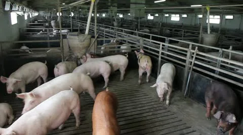 Domestic pigs 库存影片 24671395