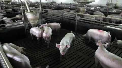 Domestic pigs 库存影片 24671455