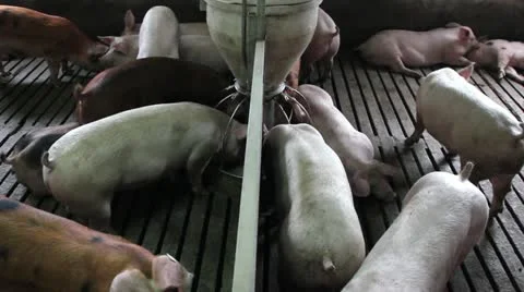 Domestic pigs 库存影片 24671524