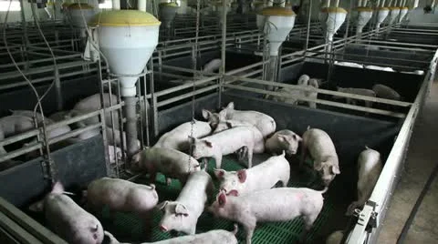 Domestic pigs Stock Footage 24671528